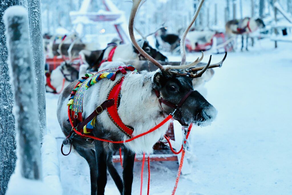 Tour por Rovaniemi